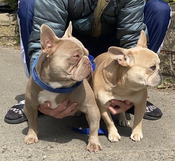 isabella french bulldog for sale